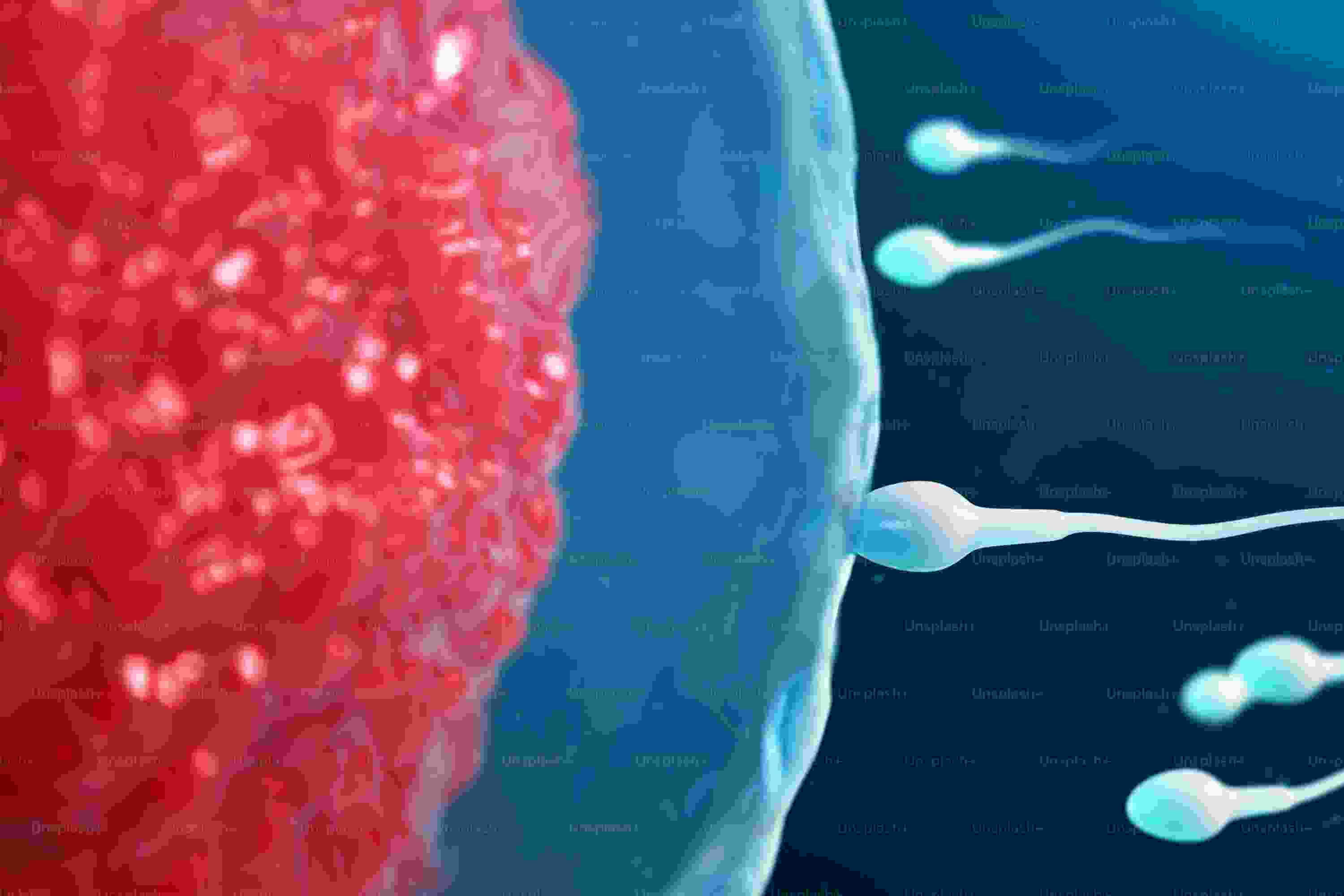 Male Fertility Treatments